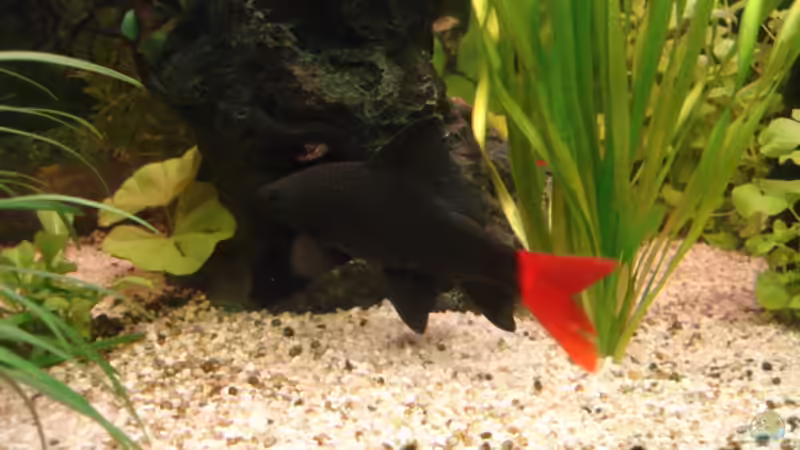 Besatz im Aquarium Becken 3145 von Marco Heinisch (6)