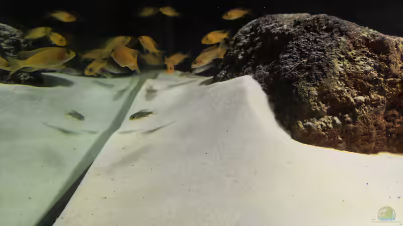 Besatz im Aquarium Becken 31478 von Marcel Müller (73)