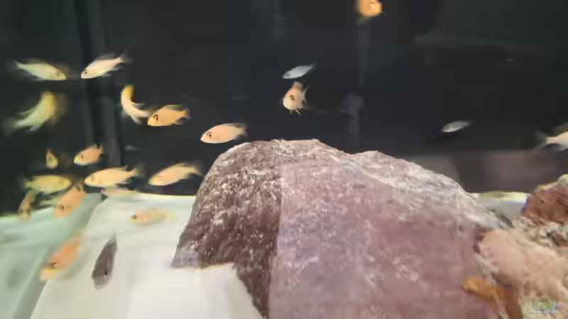 Besatz im Aquarium Becken 31478 von Marcel Müller (76)