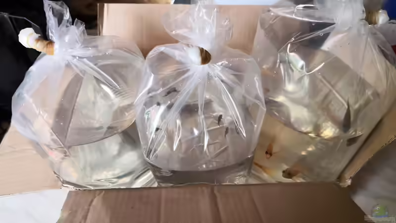 Besatz im Aquarium Becken 31478 von Marcel Müller (77)