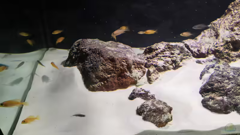 Besatz im Aquarium Becken 31478 von Marcel Müller (78)