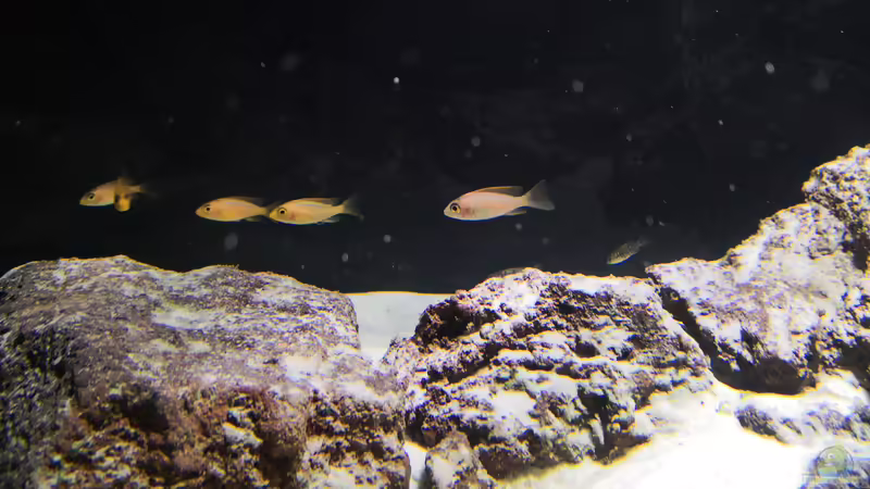 Besatz im Aquarium Becken 31478 von Marcel Müller (79)