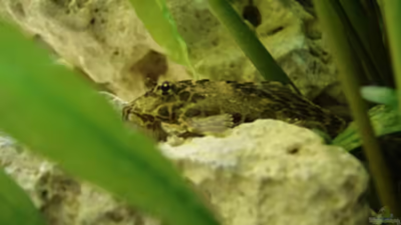 Besatz im Aquarium Becken 3149 von Marzena & Christian Frenz (10)