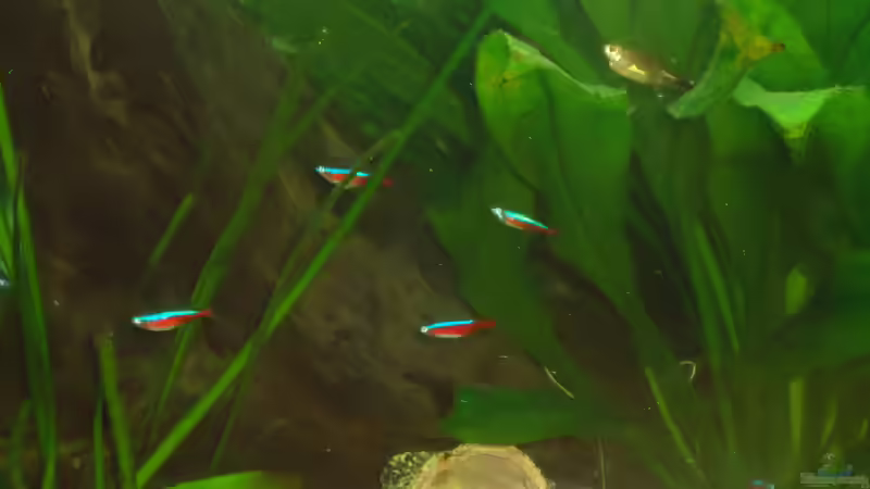 Besatz im Aquarium Becken 31550 Juwel Trigon 190 von atom010 (55)