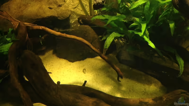 Besatz im Aquarium Becken 31552 von SML (15)