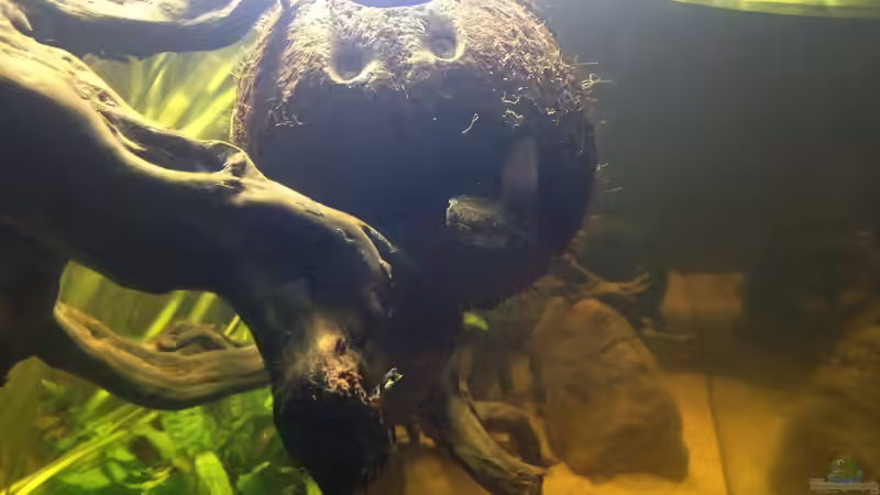 Besatz im Aquarium Becken 31552 von SML (17)