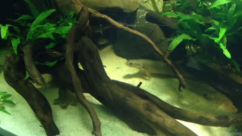 Besatz im Aquarium Becken 31552 von SML (18)