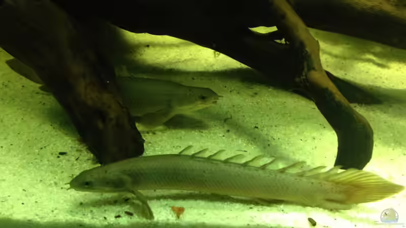 Besatz im Aquarium Becken 31552 von SML (19)