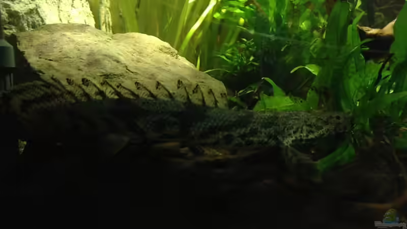 Besatz im Aquarium Becken 31552 von SML (20)