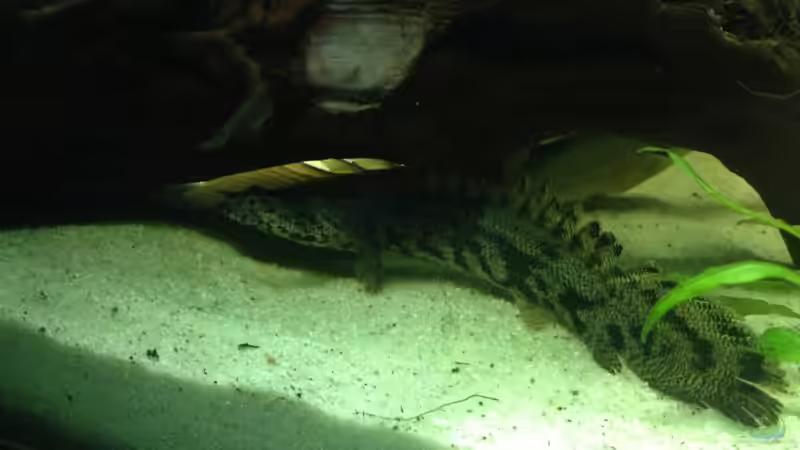 Besatz im Aquarium Becken 31552 von SML (21)