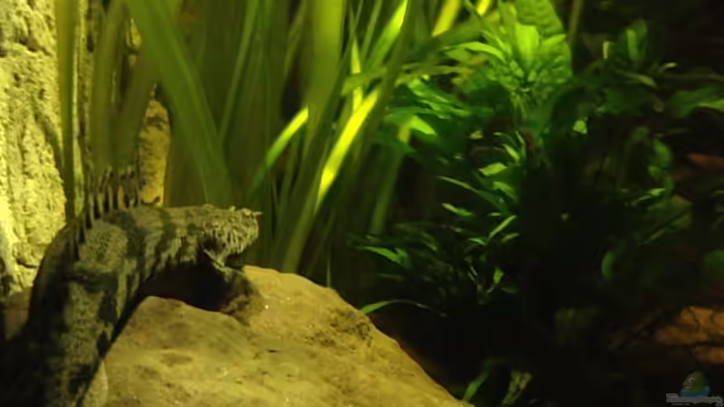 Besatz im Aquarium Becken 31552 von SML (22)