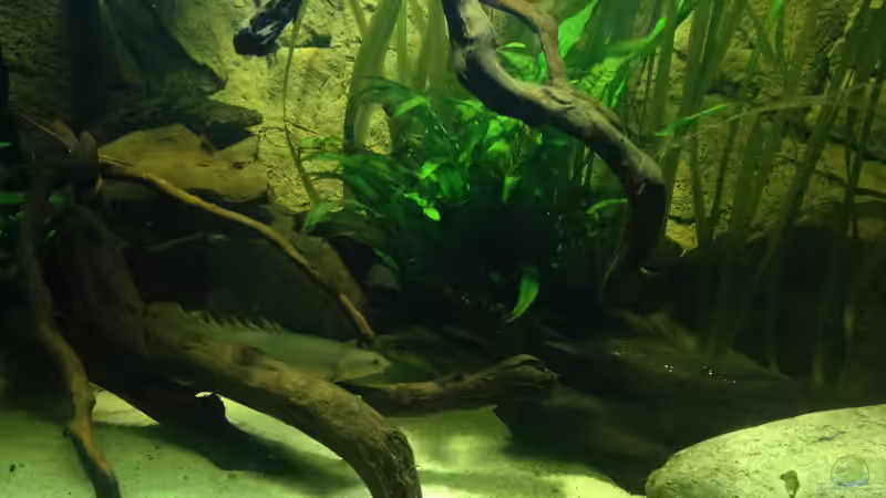 Besatz im Aquarium Becken 31552 von SML (23)