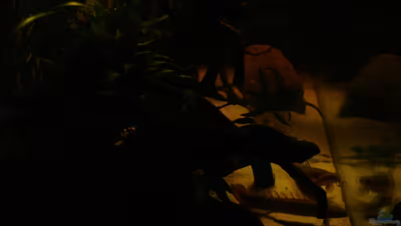 Besatz im Aquarium Becken 31552 von SML (25)