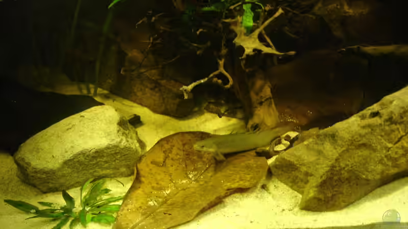 Besatz im Aquarium Becken 31552 von SML (27)