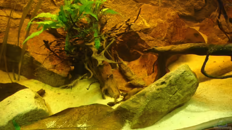 Besatz im Aquarium Becken 31552 von SML (28)