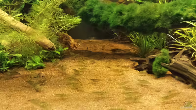 Besatz im Aquarium Becken 31567 von hondatec (5)