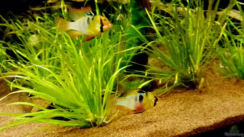 Besatz im Aquarium Becken 31567 von hondatec (6)