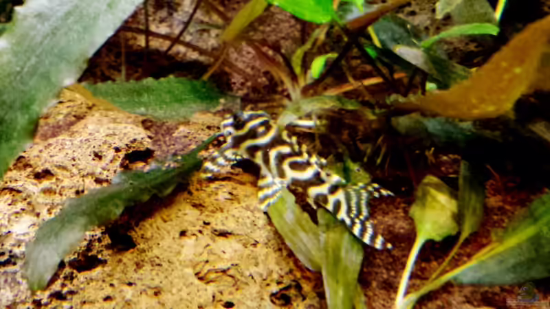 Besatz im Aquarium Becken 31567 von hondatec (7)