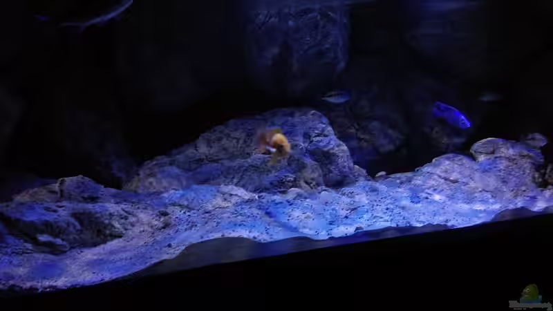 Besatz im Aquarium Becken 31627 von namaycushfreak (11)