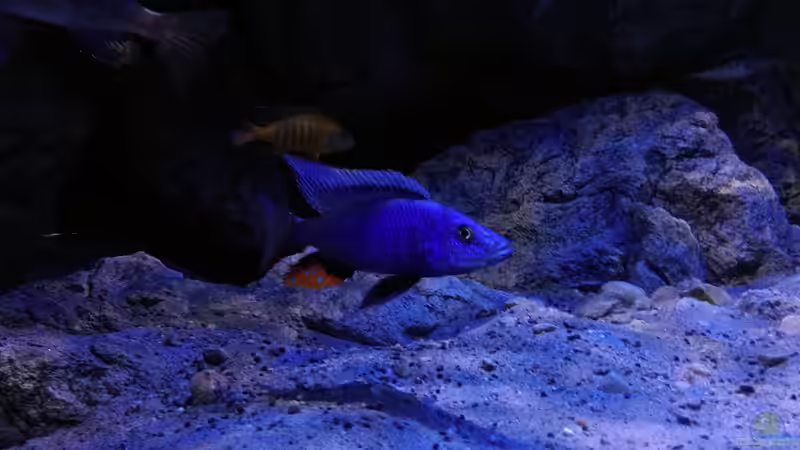 Besatz im Aquarium Becken 31627 von namaycushfreak (8)