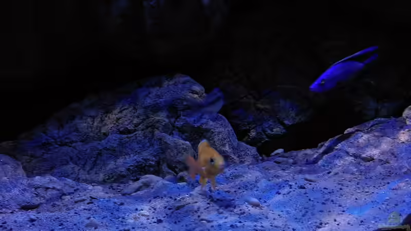 Besatz im Aquarium Becken 31627 von namaycushfreak (9)