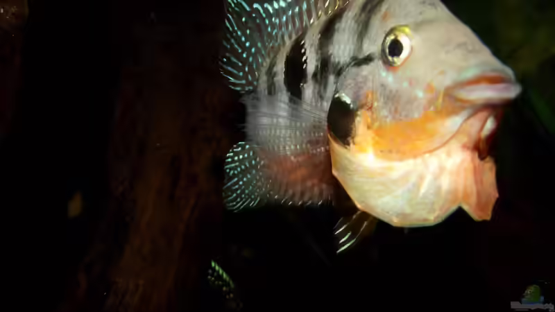 Besatz im Aquarium Becken 31653 von Oistel (18)