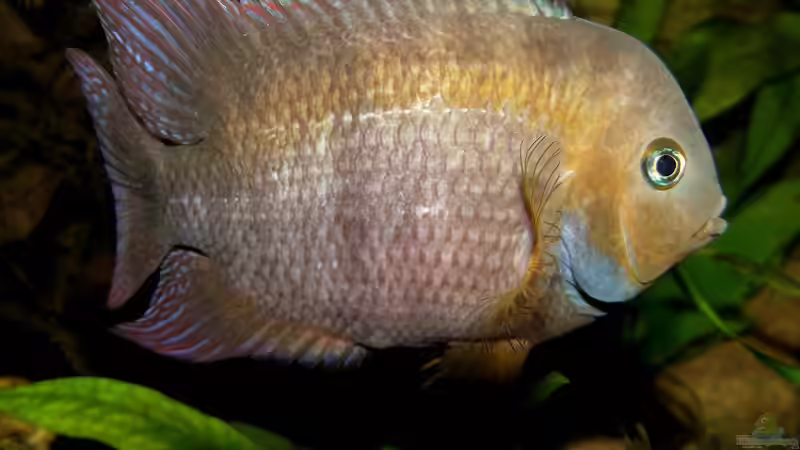 Besatz im Aquarium Becken 31653 von Oistel (19)
