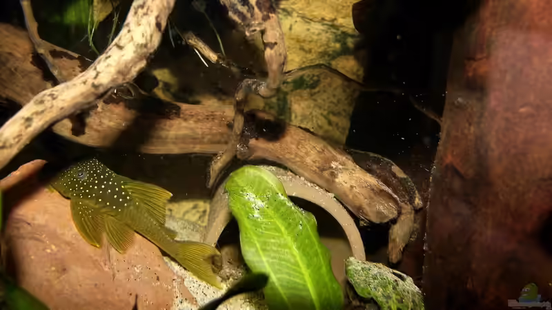 Besatz im Aquarium Becken 31653 von Oistel (20)