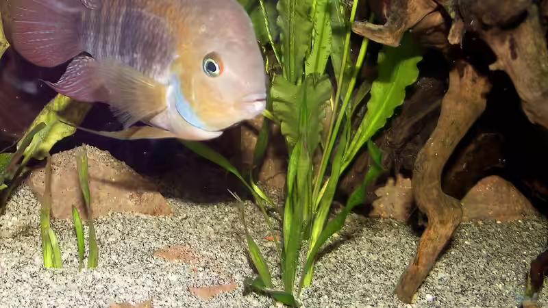 Besatz im Aquarium Becken 31653 von Oistel (23)