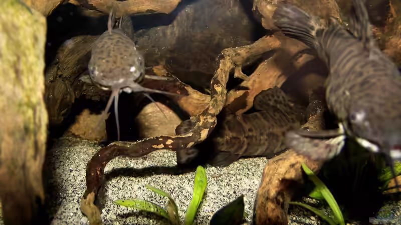 Besatz im Aquarium Becken 31653 von Oistel (25)
