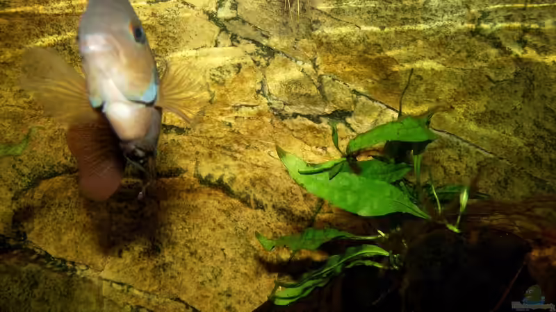 Besatz im Aquarium Becken 31653 von Oistel (26)