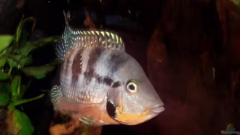 Besatz im Aquarium Becken 31653 von Oistel (27)