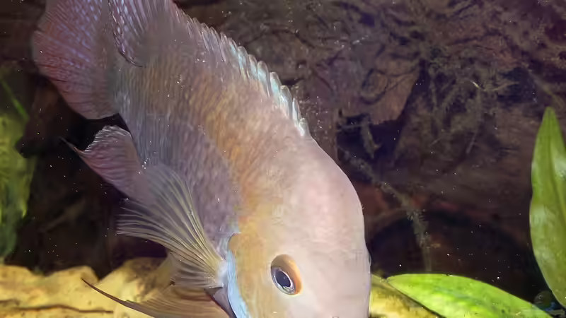 Besatz im Aquarium Becken 31653 von Oistel (28)