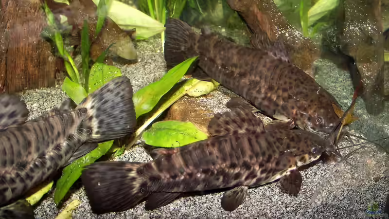 Besatz im Aquarium Becken 31653 von Oistel (29)