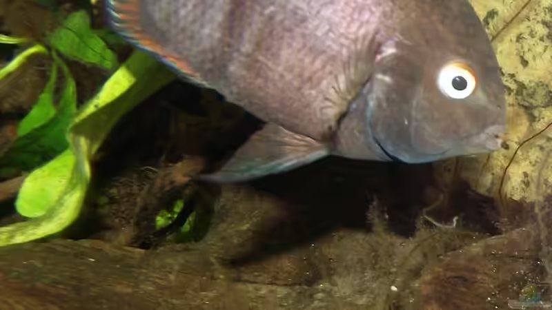 Besatz im Aquarium Becken 31653 von Oistel (30)