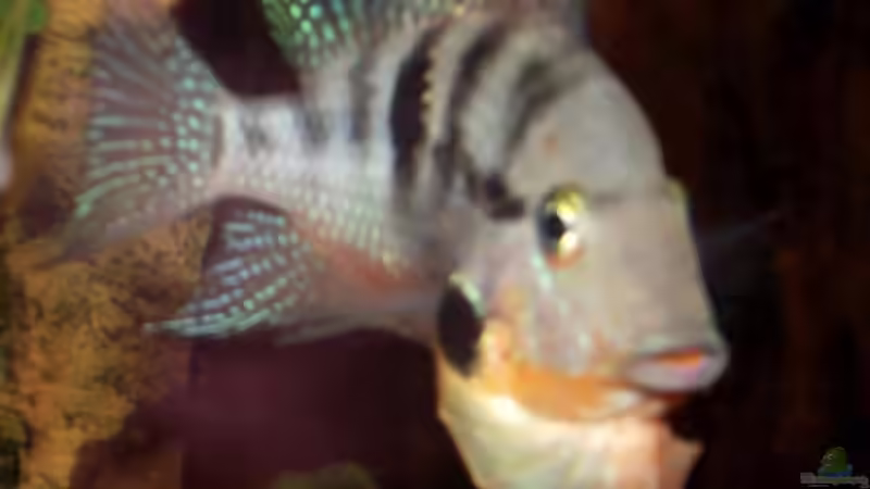 Besatz im Aquarium Becken 31653 von Oistel (31)