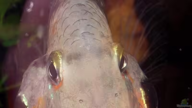 Besatz im Aquarium Becken 31653 von Oistel (37)