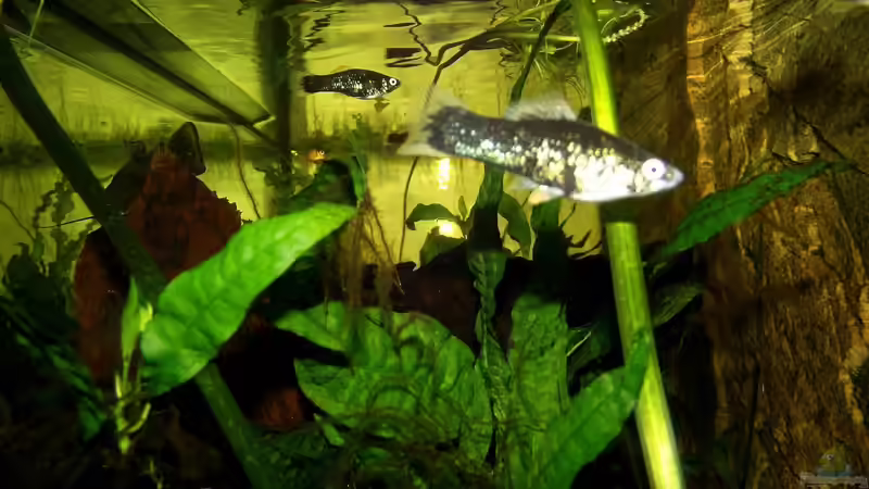 Besatz im Aquarium Becken 31653 von Oistel (38)