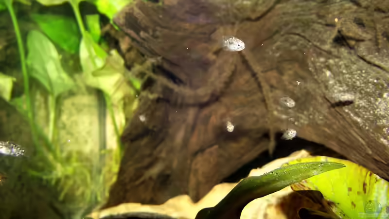 Besatz im Aquarium Becken 31653 von Oistel (39)