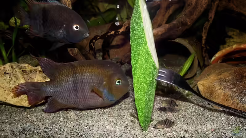 Besatz im Aquarium Becken 31653 von Oistel (41)