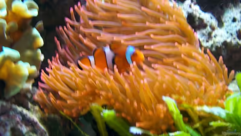 Besatz im Aquarium Becken 3172 von Christian Schröter (15)