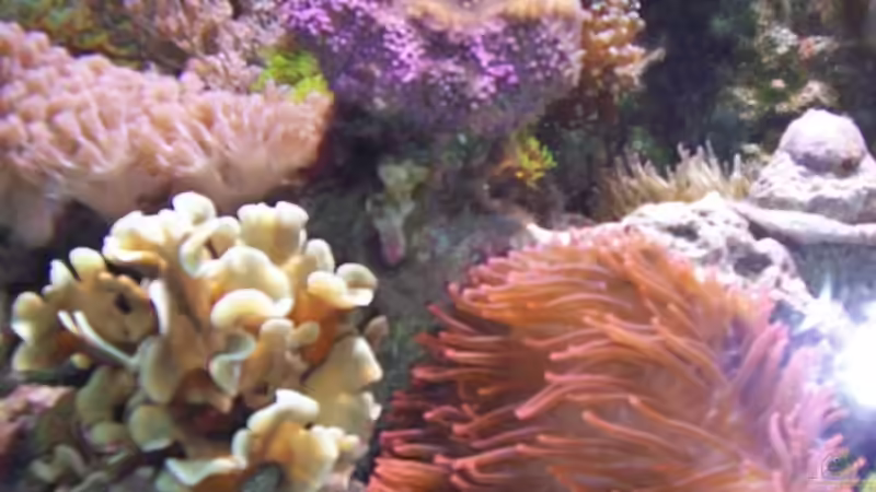 Besatz im Aquarium Becken 3172 von Christian Schröter (16)