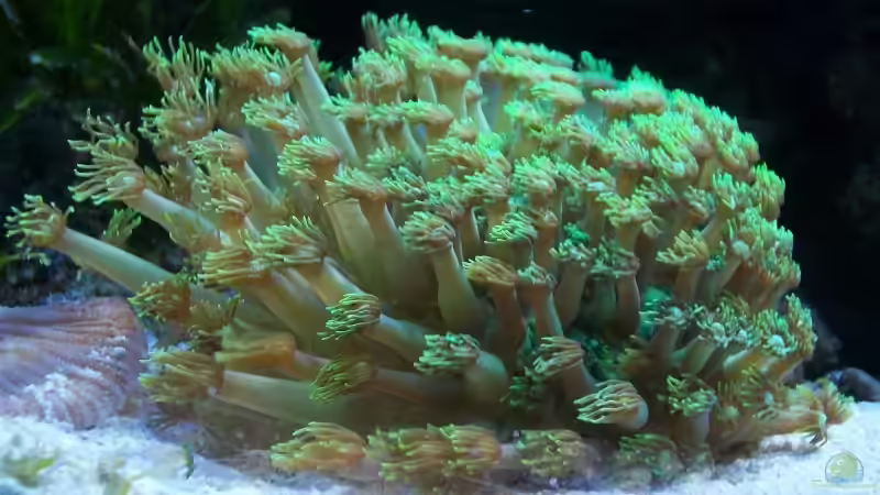 Besatz im Aquarium Becken 3172 von Christian Schröter (20)