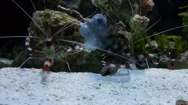 Besatz im Aquarium Becken 3172 von Christian Schröter (21)