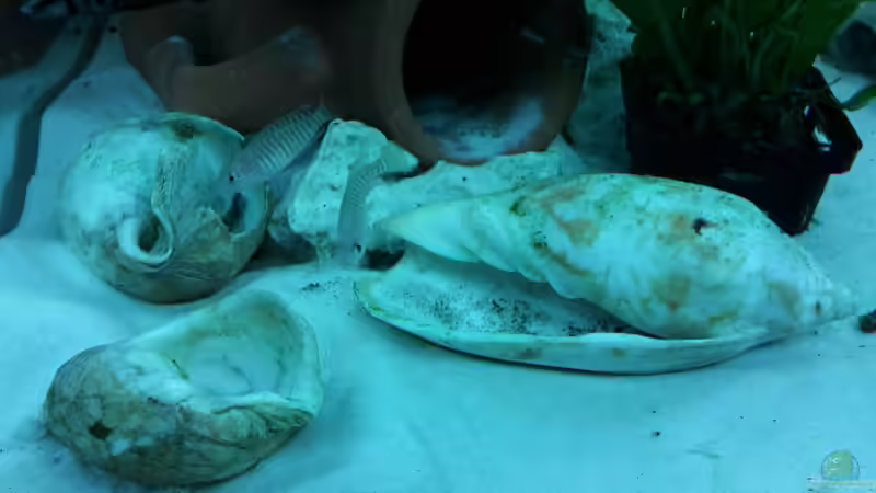 Besatz im Aquarium Becken 31753 von Stabheuschrecke23 (10)