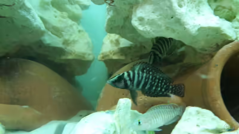 Besatz im Aquarium Becken 31753 von Stabheuschrecke23 (11)