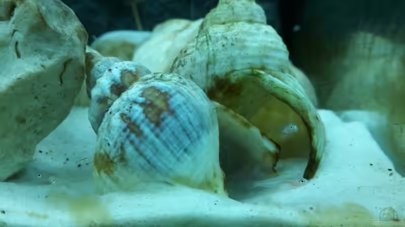 Besatz im Aquarium Becken 31753 von Stabheuschrecke23 (13)