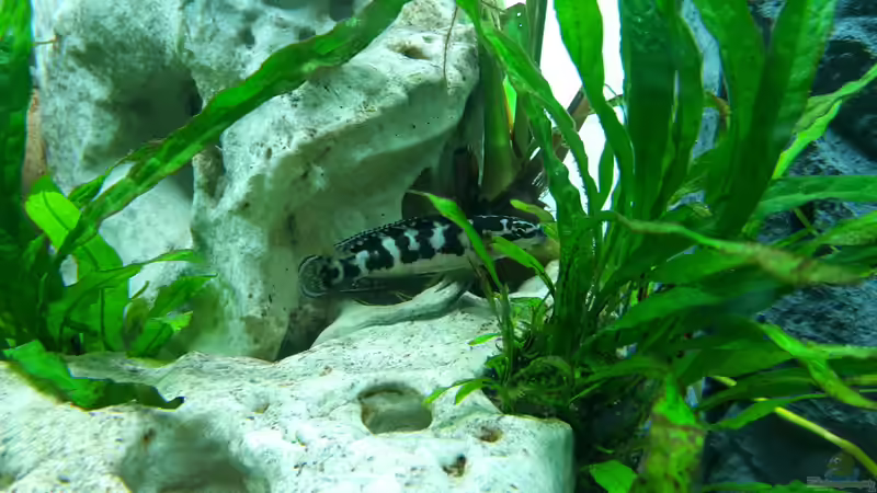 Besatz im Aquarium Becken 31753 von Stabheuschrecke23 (14)