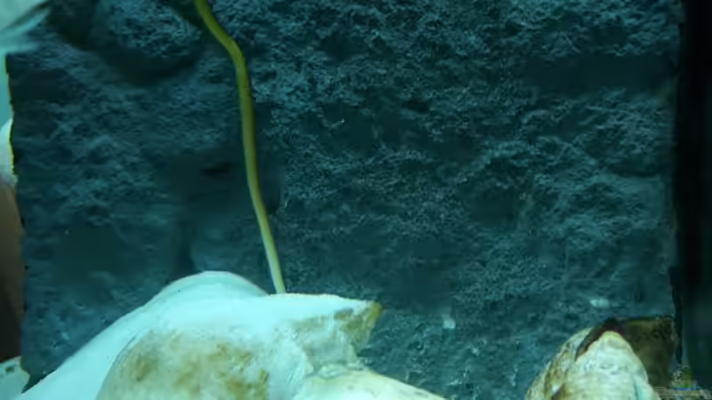 Besatz im Aquarium Becken 31753 von Stabheuschrecke23 (15)