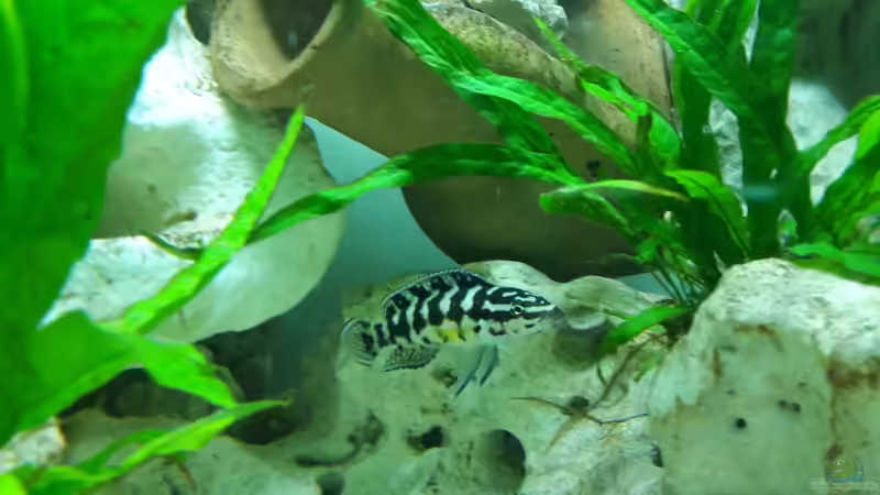 Besatz im Aquarium Becken 31753 von Stabheuschrecke23 (16)